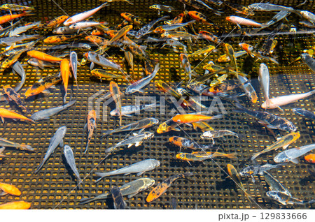 大和郡山－金魚養殖の風景 129833666