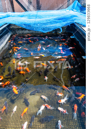 大和郡山－金魚養殖の風景 129833668