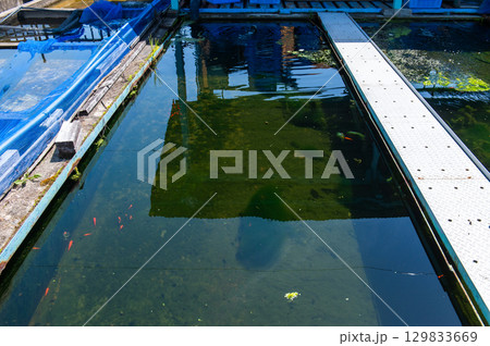 大和郡山－金魚養殖の風景 129833669