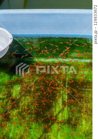 大和郡山－金魚養殖の風景 129833672