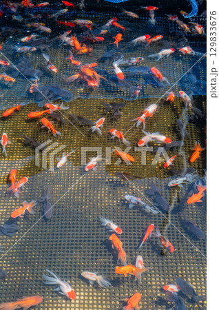 大和郡山-金魚養殖の風景 大和郡山-金魚養殖の風景 129833676