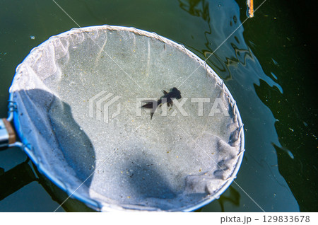 大和郡山－金魚養殖の風景 129833678