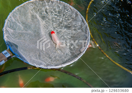 大和郡山-金魚養殖の風景 大和郡山-金魚養殖の風景 129833680