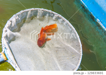 大和郡山-金魚養殖の風景 大和郡山-金魚養殖の風景 129833691