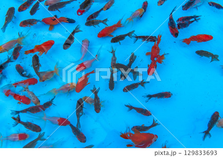 大和郡山－金魚養殖の風景 129833693