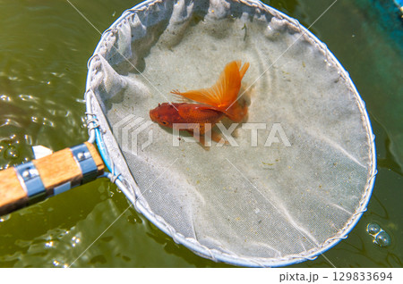 大和郡山-金魚養殖の風景 大和郡山-金魚養殖の風景 129833694