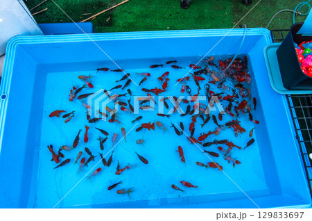 大和郡山－金魚養殖の風景 129833697