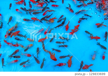 大和郡山－金魚養殖の風景 129833699