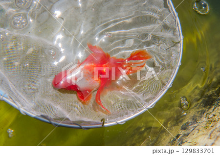 大和郡山-金魚養殖の風景 大和郡山-金魚養殖の風景 129833701