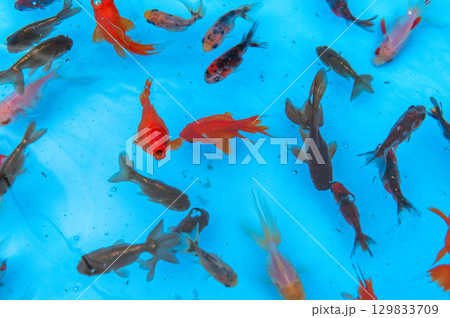 大和郡山-金魚養殖の風景 大和郡山-金魚養殖の風景 129833709