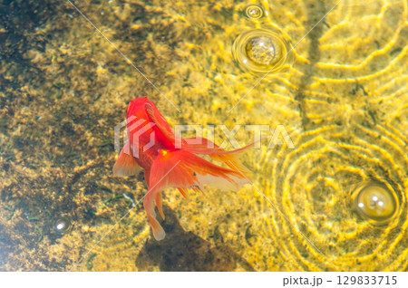 大和郡山-金魚養殖の風景 大和郡山-金魚養殖の風景 129833715