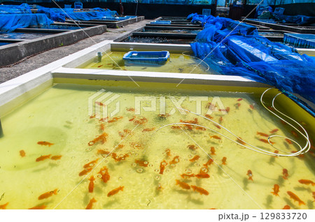 大和郡山－金魚養殖の風景 129833720