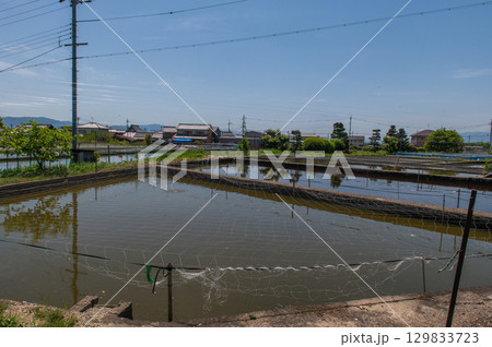 大和郡山-金魚養殖の風景 大和郡山-金魚養殖の風景 129833723