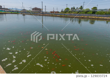 大和郡山－金魚養殖の風景 129833724