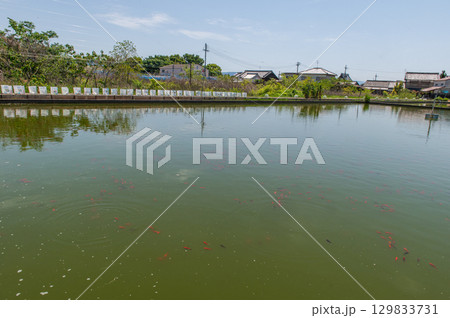 大和郡山-金魚養殖の風景 大和郡山-金魚養殖の風景 129833731