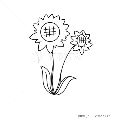 Two sunflowers are drawn in black Two sunflowers are drawn in black 129833747