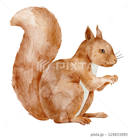 Squirrel with fluffy tail and in watercolor. Illustration of cute forest Animal. Drawing of woodland rodent for children invitations autumn themes or nursery design. Art for Baby greeting cards. 129833895