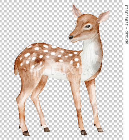 Fawn with spotted coat painted in watercolor. Illustration of woodland Deer for Baby shower greeting cards or childish invitations. Art of forest animal for nursery posters. Sketch of mammal cub. Fawn with spotted coat painted in watercolor. Illustration of woodland Deer for Baby shower greeting cards or childish invitations. Art of forest animal for nursery posters. Sketch of mammal cub. 129833913