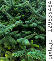 Close-Up of Fresh Green Fir Tree Branches. Abstrac Textured Natural Wallpaper Background 129835484