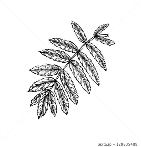 Single rowan leaf vector illustration in sketch black and white style. Hand drawn monochrome mountain ash leaves etching drawing. Autumn forest plant for botanical designs, herbal product packaging 129835489