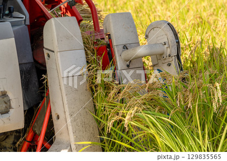 コンバインでの稲刈り風景 129835565