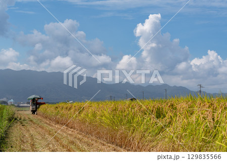 コンバインでの稲刈り風景 129835566