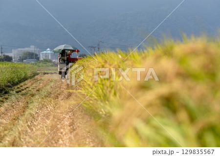 コンバインでの稲刈り風景 129835567