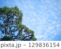 うろこ雲と秋の青空に向かって伸びる松の木 129836154