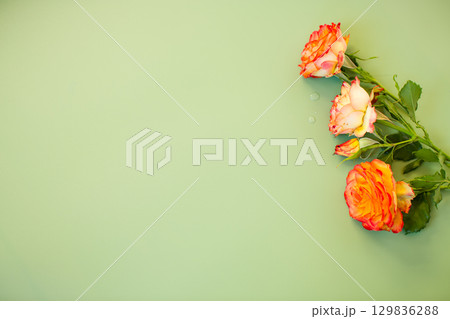 Single red-orange rose on pastel green background 129836288