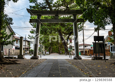 世界遺産・三保松原「神の道」の松並木 129836588