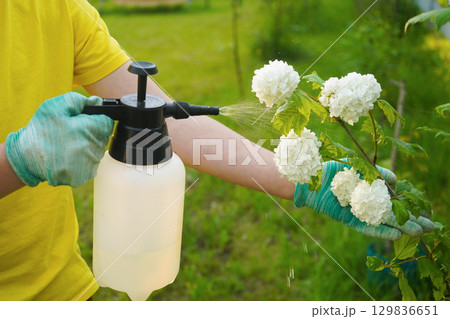 Amidst a vibrant garden, someone is applying a protective solution, with close-up damage on viburnum leaves. 129836651