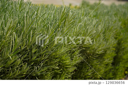 Vibrant Green Lavender Plants Flourishing in Beautiful Garden Setting Surrounded by Nature Vibrant Green Lavender Plants Flourishing in Beautiful Garden Setting Surrounded by Nature 129836656