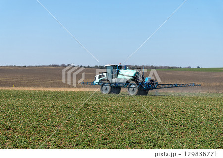 Blue wheel tractor spraying liquid fertilizer on a field during springtime. 129836771