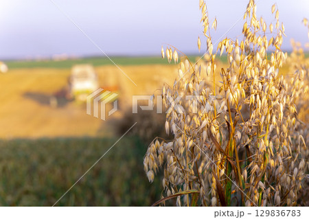 Barley harvest at sunset. A combine works in the background. Barley harvest at sunset. A combine works in the background. 129836783