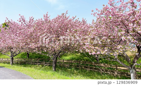 満開の八重桜の散歩道 129836909