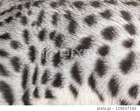 Silver spotted cat on black background 129837182