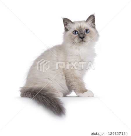 Sacred Birman kitten on white Sacred Birman kitten on white 129837184