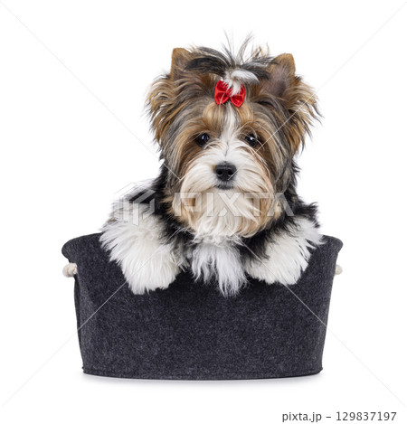 Biewer Terrier dog in basket on white Biewer Terrier dog in basket on white 129837197