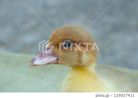 Yellow duckling looks at the camera, close-up, poultry farming, farm animals 129837411