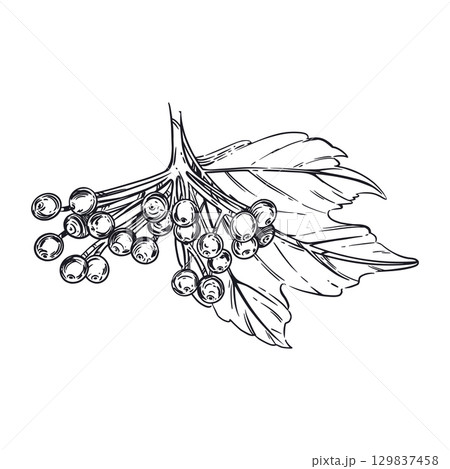 A branch of a viburnum shrub with leaves, berries, all objects are hand-drawn in ink and translated into a vector. The illustration is suitable for printing on fabric, tableware, product packaging. A branch of a viburnum shrub with leaves, berries, all objects are hand-drawn in ink and translated into a vector. The illustration is suitable for printing on fabric, tableware, product packaging. 129837458