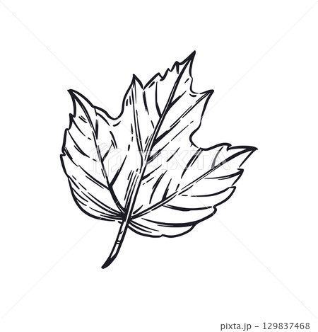 A leaf of a viburnum shrub, hand-drawn in ink, is translated into a vector. Vector illustration is suitable for printing on product packaging, printing on fabric and paper. Vector illustration. A leaf of a viburnum shrub, hand-drawn in ink, is translated into a vector. Vector illustration is suitable for printing on product packaging, printing on fabric and paper. Vector illustration. 129837468