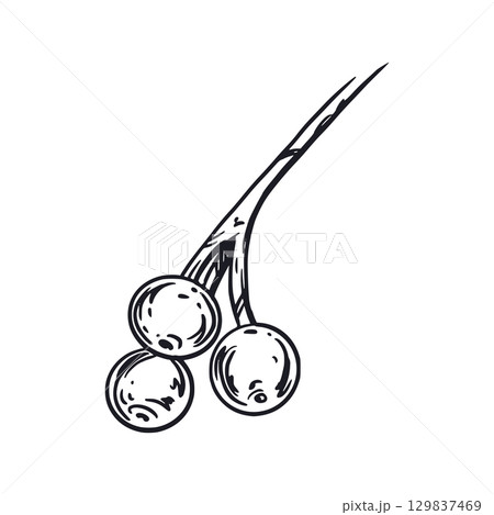 Viburnum berries on a twig, berries of the viburnum shrub, hand-drawn in ink and translated into vector. Vector illustration for printing on paper, fabric, for food and cosmetics packaging design.  Viburnum berries on a twig, berries of the viburnum shrub, hand-drawn in ink and translated into vector. Vector illustration for printing on paper, fabric, for food and cosmetics packaging design.  129837469