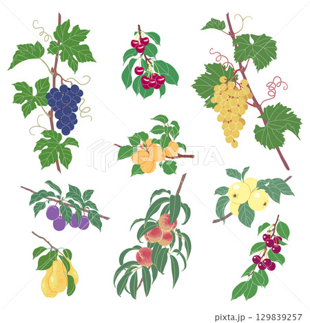 Ripe Fruits Hanging on Branches Set 129839257