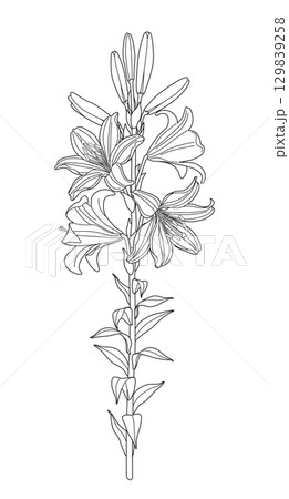 Flowering Garden Plant Lily Outline Drawing Flowering Garden Plant Lily Outline Drawing 129839258