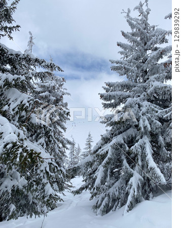 Snowy Pine Forest in Winter 129839292