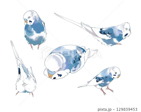 リアル風セキセイインコのイラスト リアル風セキセイインコのイラスト 129839453