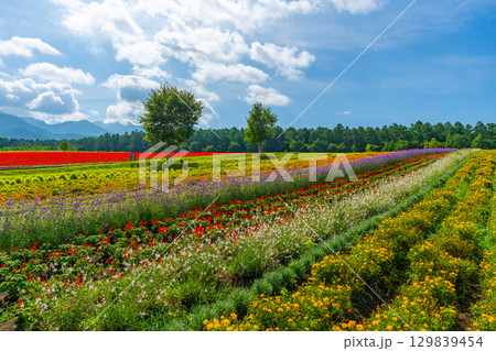 八ヶ岳　花畑　八ヶ岳ガーデンプロジェクト　 129839454