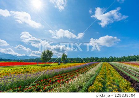 八ヶ岳 花畑 八ヶ岳ガーデンプロジェクト 八ヶ岳 花畑 八ヶ岳ガーデンプロジェクト 129839504