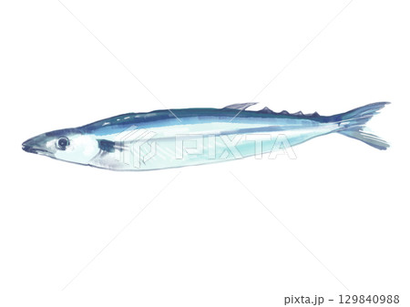 美しく美味しそうな秋が旬の秋刀魚の手描き水彩イラスト 129840988