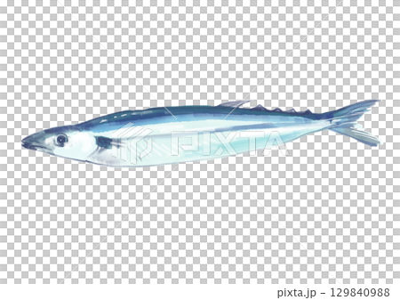 美しく美味しそうな秋が旬の秋刀魚の手描き水彩イラスト 129840988